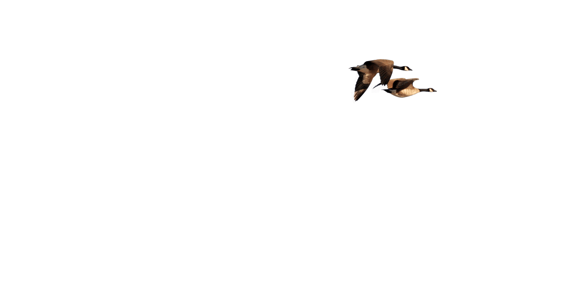 parallax layer